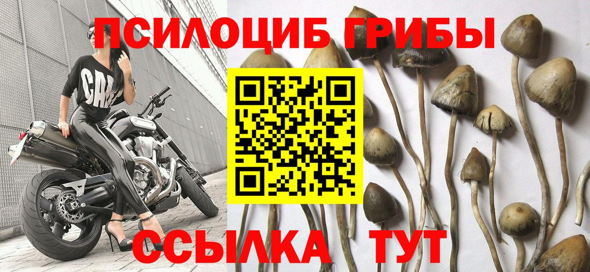 Галлюциногенные грибы GOLDEN TEACHER Елизово